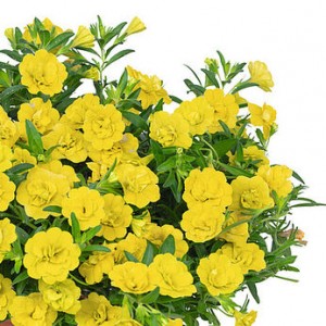 Калібрахоа Aloha Double Yellow 