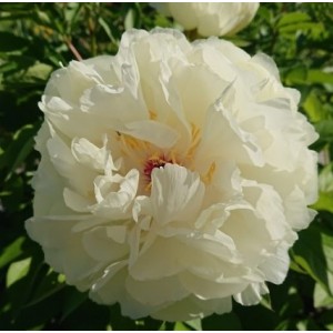 Півонія Paeonia Ballerina