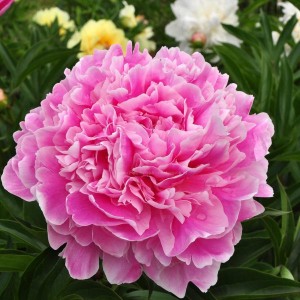 Півонія Paeonia Світлана