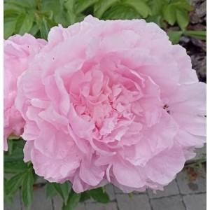 Півонія Paeonia Susie