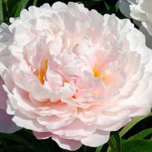 Півонія Paeonia Serena Pastel