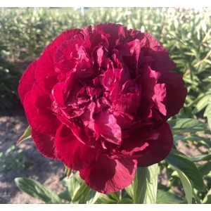 Півонія Paeonia Геркулес