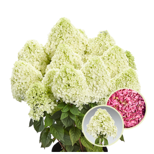 Гортензія Hydrangea paniculata Pandalus