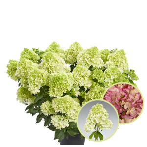 Гортензія Hydrangea paniculata Pantonella