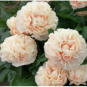 Півонія Paeonia Heather 