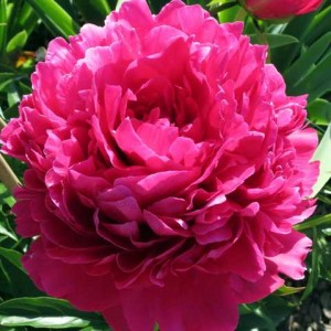 Півонія Paeonia Avis Varner
