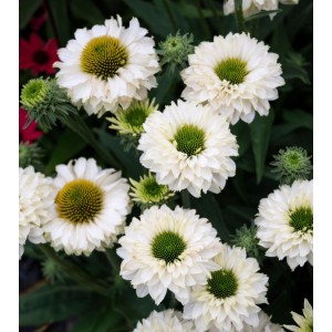 Эхинацея Echinacea Sunseekers White Perfection