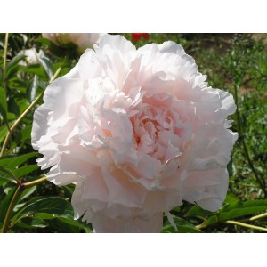 Пион Paeonia Madylone