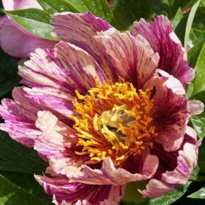 Paeonia Anderson's Kaleidoscope 
