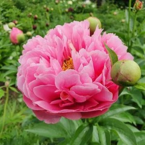 Пион Paeonia Kathy's Touch