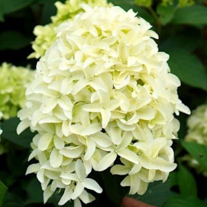 Гортензия метельчатая Скайфолл Hydrangea paniculata Skyfall
