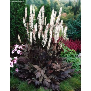 Клопогон ветвистый  Cimicifuga atropurpurea