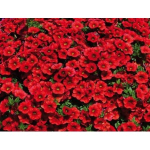 Калибрахоа Calipetite Red