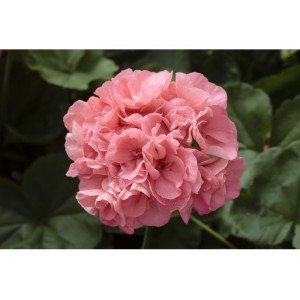 Пеларгония Pelargonium Calliope Soft Coral