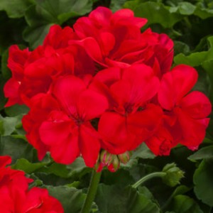 Пеларгония Calliope L Coral