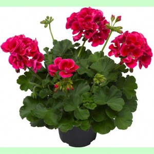 Пеларгония Calliope Red Splash