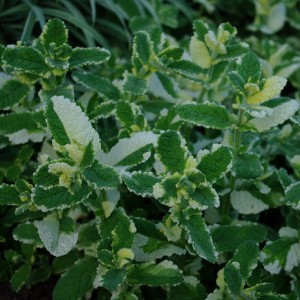 Мята пестролистная Mentha Variegata