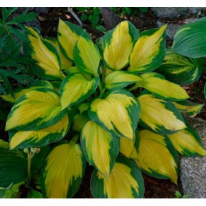 Хоста Hosta Georgia Sweetheart