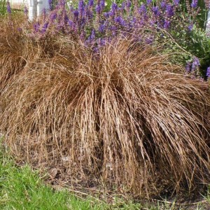 Карекс Carex Bronze Form