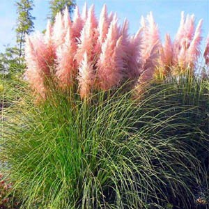Кортадерiя Cortaderia Rose Plume