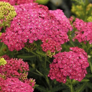 Тысячелистник Achillea Cerise Queen