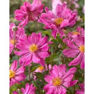Анемона Anemone Prinz Heinrich