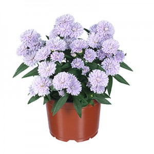 Астра Astra Showmakers Lilac Sunset