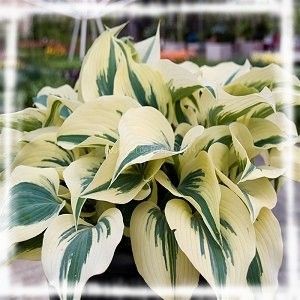 Хоста Hosta Firn Line