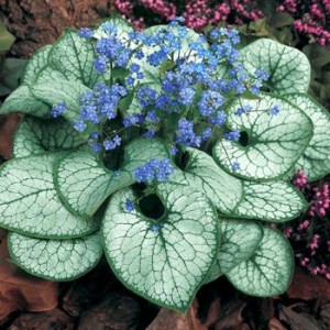Бруннера Brunnera Jack Frost