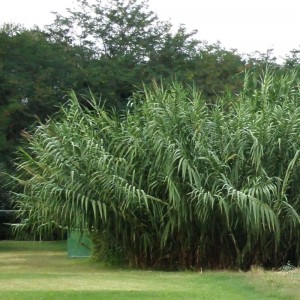 Арундо Arundo donax