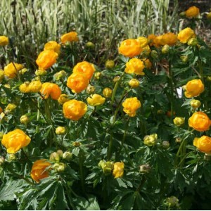 Купальница Trollius Etna
