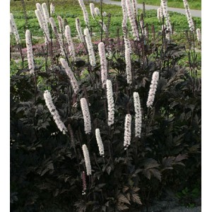 Клопогон Actaea Carbonella