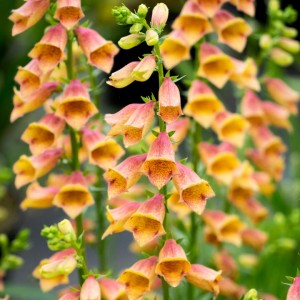 Наперстянка Digitalis Goldcrest