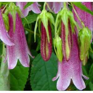 Колокольчик Campanula Elizabeth