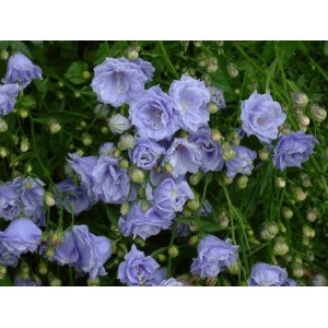 Колокольчик Campanula Elizabeth Oliver