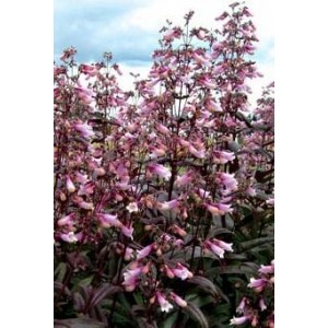 Пенстемон Penstemon Pocahontas