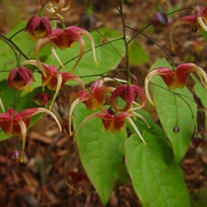 Эпимедиум Epimedium Akame
