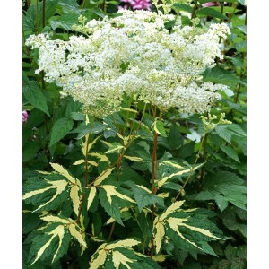 Филипендула Filipendula variegata