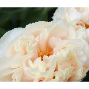 Пион Paeonia Just Peachy