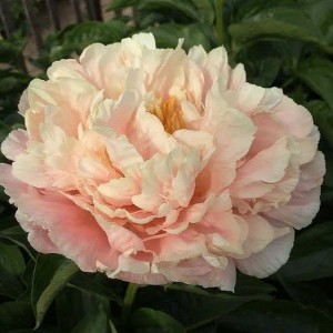 Пион Paeonia Kayleigh Ann