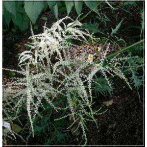 Волжанка Aruncus Dioicus Kneiffii