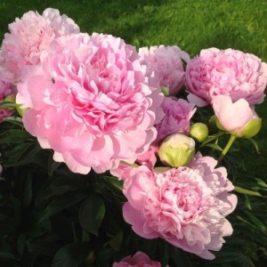 Пион Paeonia Dinner Plate