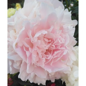 Пион Paeonia Doris Cooper