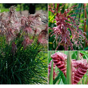 Мискантус Miscanthus Boucle