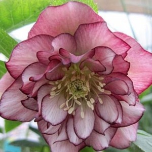 Морозник Helleborus Double Ellen Picotee