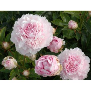 Пион Paeonia Elise Renault