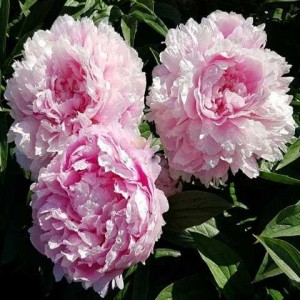 Пион Paeonia Ensign Moriarty Пион Paeonia Ensign Moriarty