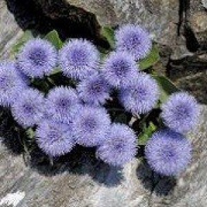Глобулярия Globularia incanescens