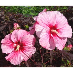 Гибискус Hibiscus Corousel Pink Candy