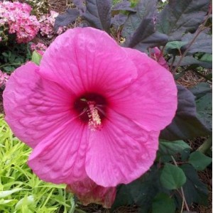 Гибискус Hibiscus Royal Gems